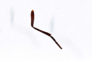  ( - DLW-005235)  @11 [ ] Copyright (2025) Kyle Rossner Kyle Rossner collection