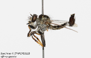  (Efferia apicalis - DLW-005256)  @11 [ ] Copyright (2025) Michael C Thomas Michael C. Thomas Collection