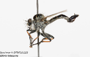  (Efferia tabescens - DLW-005257)  @11 [ ] Copyright (2025) Michael C Thomas Michael C. Thomas Collection