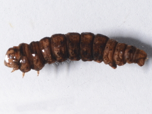  ( - DLW-003158)  @11 [ ] No Rights Reserved (2019) David L. Wagner University of Connecticut