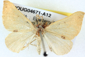  ( - BIOUG04671-A12)  @11 [ ] CreativeCommons - Attribution (2013) CBG Photography Group Centre for Biodiversity Genomics