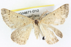  ( - BIOUG04671-D12)  @13 [ ] CreativeCommons - Attribution (2013) CBG Photography Group Centre for Biodiversity Genomics