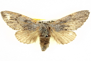  ( - BIOUG04099-A02)  @14 [ ] CreativeCommons - Attribution (2012) CBG Photography Group Centre for Biodiversity Genomics