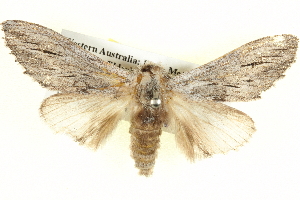  ( - BIOUG04099-B06)  @14 [ ] CreativeCommons - Attribution (2012) CBG Photography Group Centre for Biodiversity Genomics