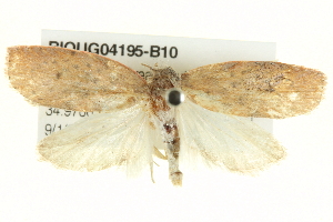  ( - BIOUG04195-B10)  @12 [ ] CreativeCommons - Attribution (2013) CBG Photography Group Centre for Biodiversity Genomics