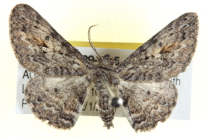  ( - BIOUG04229-C05)  @14 [ ] CreativeCommons - Attribution (2012) CBG Photography Group Centre for Biodiversity Genomics