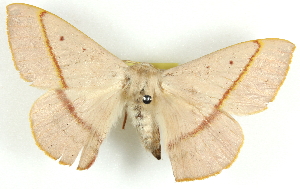  ( - BIOUG04230-A11)  @13 [ ] CreativeCommons - Attribution (2013) CBG Photography Group Centre for Biodiversity Genomics