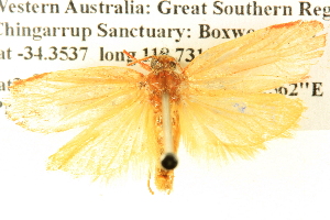  ( - BIOUG04512-F06)  @12 [ ] CreativeCommons - Attribution (2013) CBG Photography Group Centre for Biodiversity Genomics