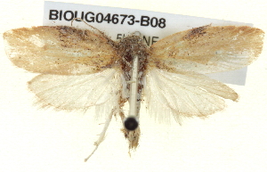  ( - BIOUG04673-B08)  @12 [ ] CreativeCommons - Attribution (2013) CBG Photography Group Centre for Biodiversity Genomics