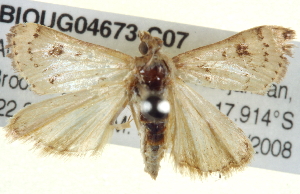  ( - BIOUG04673-C07)  @13 [ ] CreativeCommons - Attribution (2013) CBG Photography Group Centre for Biodiversity Genomics