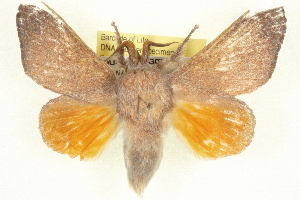  ( - BIOUG04675-G07)  @11 [ ] CreativeCommons - Attribution (2013) CBG Photography Group Centre for Biodiversity Genomics