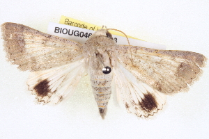  ( - BIOUG04675-H08)  @14 [ ] CreativeCommons - Attribution (2013) CBG Photography Group Centre for Biodiversity Genomics