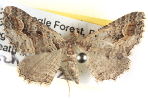  ( - BIOUG06109-F08)  @13 [ ] CreativeCommons - Attribution (2012) CBG Photography Group Centre for Biodiversity Genomics