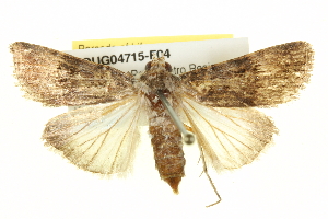  ( - BIOUG04715-F04)  @14 [ ] CreativeCommons - Attribution (2013) CBG Photography Group Centre for Biodiversity Genomics