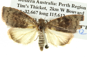  ( - BIOUG05068-G10)  @13 [ ] CreativeCommons - Attribution (2013) CBG Photography Group Centre for Biodiversity Genomics