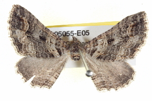  ( - BIOUG05055-E05)  @13 [ ] CreativeCommons - Attribution (2013) CBG Photography Group Centre for Biodiversity Genomics