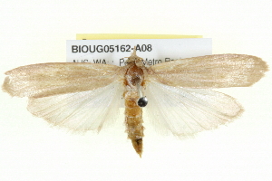  ( - BIOUG05162-A08)  @13 [ ] CreativeCommons - Attribution (2013) CBG Photography Group Centre for Biodiversity Genomics