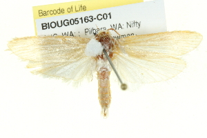  (Xylorycta orectis - BIOUG05163-C01)  @15 [ ] CreativeCommons - Attribution (2013) CBG Photography Group Centre for Biodiversity Genomics