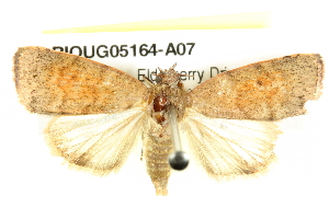  ( - BIOUG05164-A07)  @13 [ ] CreativeCommons - Attribution (2013) CBG Photography Group Centre for Biodiversity Genomics