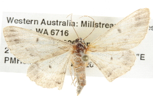  ( - BIOUG09010-D05)  @14 [ ] CreativeCommons - Attribution (2013) CBG Photography Group Centre for Biodiversity Genomics