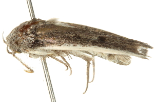  ( - BIOUG09012-E09)  @12 [ ] CreativeCommons - Attribution (2013) CBG Photography Group Centre for Biodiversity Genomics