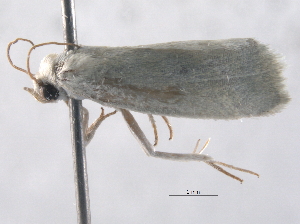  ( - BIOUG09406-F11)  @12 [ ] CreativeCommons - Attribution (2014) CBG Photography Group Centre for Biodiversity Genomics