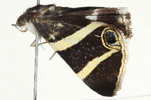  ( - BIOUG11096-D11)  @13 [ ] CreativeCommons - Attribution (2014) CBG Photography Group Centre for Biodiversity Genomics