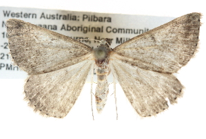  ( - BIOUG11097-F05)  @13 [ ] CreativeCommons - Attribution (2014) CBG Photography Group Centre for Biodiversity Genomics