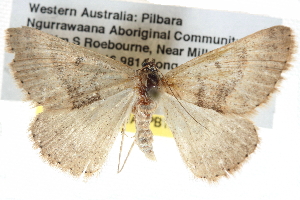  ( - BIOUG11097-F10)  @13 [ ] CreativeCommons - Attribution (2014) CBG Photography Group Centre for Biodiversity Genomics