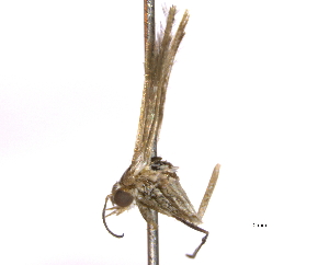  ( - BIOUG11098-B06)  @13 [ ] CreativeCommons - Attribution (2014) CBG Photography Group Centre for Biodiversity Genomics