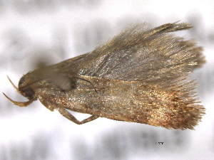  ( - BIOUG11099-A02)  @13 [ ] CreativeCommons - Attribution (2014) CBG Photography Group Centre for Biodiversity Genomics