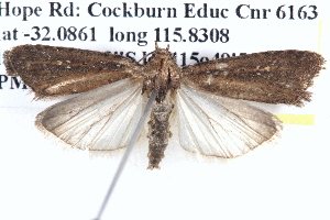  ( - BIOUG12059-F06)  @14 [ ] CreativeCommons - Attribution (2014) CBG Photography Group Centre for Biodiversity Genomics