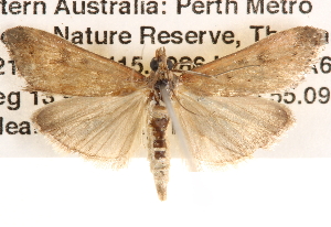  ( - BIOUG14246-A11)  @14 [ ] CreativeCommons - Attribution (2014) CBG Photography Group Centre for Biodiversity Genomics
