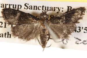  ( - BIOUG14426-E02)  @12 [ ] CreativeCommons - Attribution (2014) CBG Photography Group Centre for Biodiversity Genomics