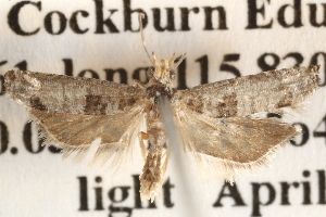 ( - BIOUG14610-C01)  @13 [ ] CreativeCommons - Attribution (2014) CBG Photography Group Centre for Biodiversity Genomics