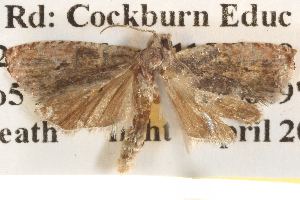  ( - BIOUG14611-B01)  @13 [ ] CreativeCommons - Attribution (2014) CBG Photography Group Centre for Biodiversity Genomics