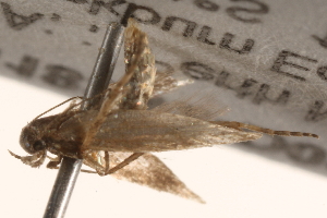  ( - BIOUG18342-D09)  @12 [ ] CreativeCommons - Attribution (2015) CBG Photography Group Centre for Biodiversity Genomics