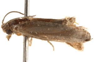  ( - BIOUG18342-D10)  @13 [ ] CreativeCommons - Attribution (2015) CBG Photography Group Centre for Biodiversity Genomics