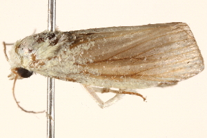  ( - BIOUG18344-D12)  @12 [ ] CreativeCommons - Attribution (2015) CBG Photography Group Centre for Biodiversity Genomics