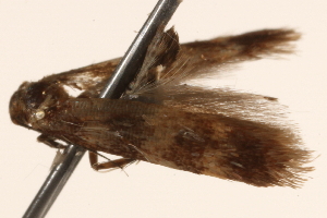  ( - BIOUG18345-G09)  @13 [ ] CreativeCommons - Attribution (2015) CBG Photography Group Centre for Biodiversity Genomics