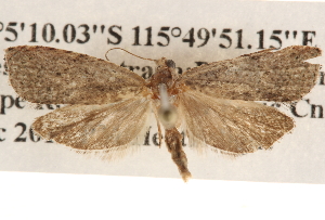  ( - BIOUG16871-D05)  @13 [ ] CreativeCommons - Attribution (2014) CBG Photography Group Centre for Biodiversity Genomics