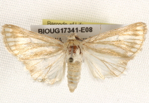  ( - BIOUG17341-E08)  @13 [ ] CreativeCommons - Attribution (2014) CBG Photography Group Centre for Biodiversity Genomics