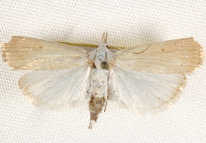  ( - BIOUG17341-G01)  @13 [ ] CreativeCommons - Attribution (2014) CBG Photography Group Centre for Biodiversity Genomics