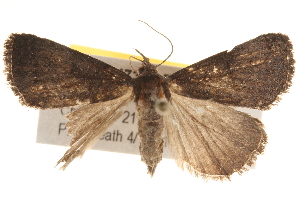  ( - BIOUG17342-B12)  @12 [ ] CreativeCommons - Attribution (2014) CBG Photography Group Centre for Biodiversity Genomics