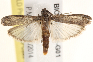  ( - BIOUG17344-G01)  @13 [ ] CreativeCommons - Attribution (2014) CBG Photography Group Centre for Biodiversity Genomics