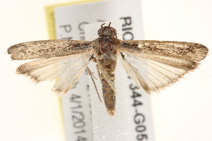  ( - BIOUG17344-G05)  @13 [ ] CreativeCommons - Attribution (2014) CBG Photography Group Centre for Biodiversity Genomics