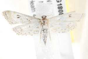  ( - BIOUG18088-D01)  @13 [ ] CreativeCommons - Attribution (2015) CBG Photography Group Centre for Biodiversity Genomics