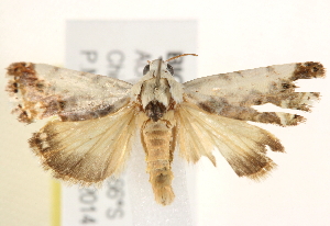  ( - BIOUG18089-B05)  @13 [ ] CreativeCommons - Attribution (2015) CBG Photography Group Centre for Biodiversity Genomics