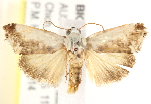  ( - BIOUG18089-B06)  @13 [ ] CreativeCommons - Attribution (2015) CBG Photography Group Centre for Biodiversity Genomics