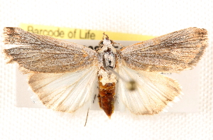  ( - BIOUG18089-F10)  @13 [ ] CreativeCommons - Attribution (2015) CBG Photography Group Centre for Biodiversity Genomics
